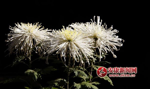10京`ŵľջ鿶bȻһʒɪͼζɢl(f).jpg